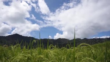 Doğal manzara dağları, doğal panorama tepeleri, ve uzun yeşil ağaçlardan oluşan ormanlar ve bulutlu mavi gökyüzünün altında yeşil tarlalar.