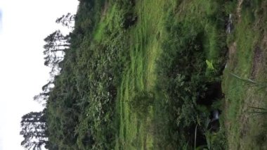 Doğal manzara dağları, doğal panorama tepeleri, ve uzun yeşil ağaçlardan oluşan ormanlar ve bulutlu mavi gökyüzünün altında yeşil tarlalar.