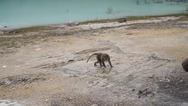 Wilder Affe Dschungel Blickt Kamera — Stockvideo