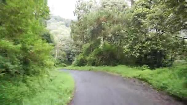 日中は雨が降った後に雲霧に包まれた背の高い緑の木々や丘の自然風景との旅 — ストック動画