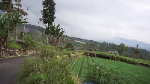 Tepelerin Doğal Manzarası Uzun Yeşil Ağaçlarla Dolu Bir Gezi Gün — Stok video