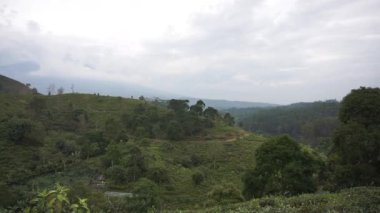 beautiful natural landscape mountains hilly nature panorama, with forest of tall green trees