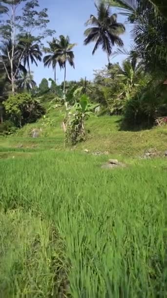 Arkasında Dağlar Olan Pirinç Tarlalarının Güzel Dikey Görüntüsü — Stok video
