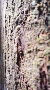 Dikey video, yüksek şelale, ormandaki serin ve güzel doğal atmosferiyle çok güzel.