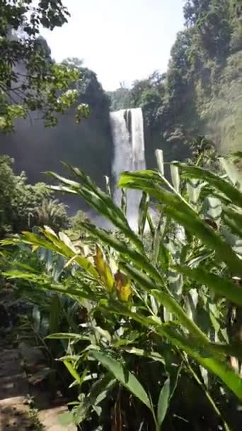 垂直视频高瀑布 美丽的森林里有着凉爽美丽的自然氛围 — 图库视频影像