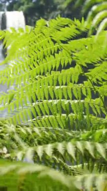 Dikey video, yüksek şelale, ormandaki serin ve güzel doğal atmosferiyle çok güzel.