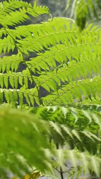 Vídeo Vertical Alta Cascada Tan Hermosa Con Ambiente Natural Fresco — Vídeos de Stock