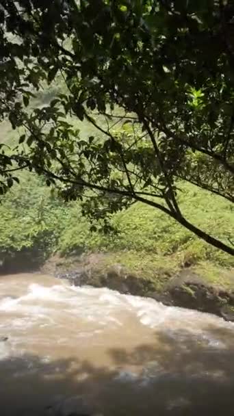 昼間に川のほとりに緑の木々がある川に流れる泥だらけの水の垂直ビデオ — ストック動画