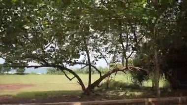 Güney kıyılarında güzel dağ manzaralı yeşil çimen manzaralı bir yolculuk.