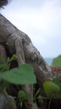 Gün boyunca büyük dalgalarla dolu mavi deniz suyuyla dolu bir sahilin güzel dikey videosu.