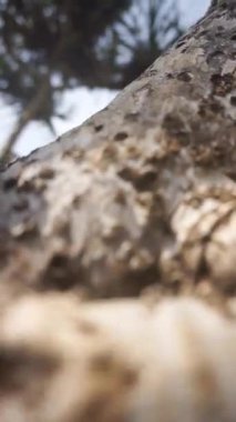 Gün boyunca büyük dalgalarla dolu mavi deniz suyuyla dolu bir sahilin güzel dikey videosu.