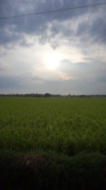 Yeşil pirinç tarlalarının güzel doğal dağ manzaralı güzel dikey video yolculuğu