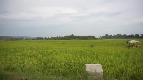 Beautiful Journey Green Rice Fields Beautiful Natural Mountain Views — Stock Video