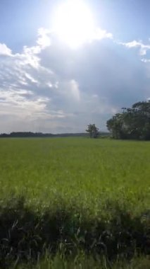 Yeşil pirinç tarlalarının güzel doğal dağ manzaralı güzel dikey video yolculuğu