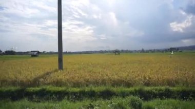 Yeşil pirinç tarlalarının güzel doğal dağ manzaralı güzel yolculuğu.