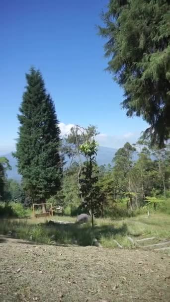 Beautiful Mountain Natural Scenery Hilly Nature Panorama Forest Tall Green — Stok video