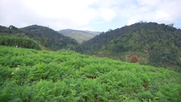 Krásný Horský Přírodní Scenérie Přírodní Panorama Kopců Lesem Vysokých Zelených — Stock video