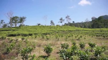 Doğal manzara dağları, doğal panorama tepeleri, ve uzun yeşil ağaçlardan oluşan ormanlar ve bulutlu mavi gökyüzünün altında yeşil tarlalar.