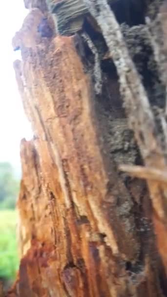 Krásné Vertikální Video Pohled Horské Kopce Vysokými Zelenými Stromy Velmi — Stock video
