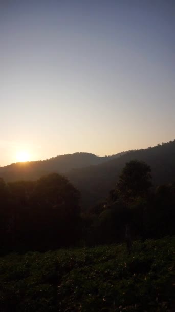 美しい垂直ビデオ 背の高い緑の木を持つ山の丘の眺めは日の出に明確な空と非常に美しいです — ストック動画
