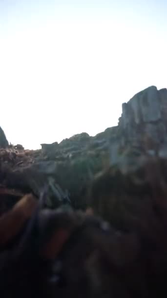 Vacker Vertikal Video Utsikten Över Bergen Med Höga Gröna Träd — Stockvideo