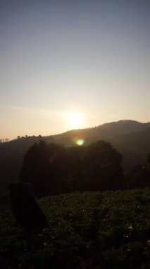 Güzel dikey video Tepelerin manzarası, yüksek yeşil ağaçlı dağlar çok güzel sabah güneşinin doğuşuyla berrak bir gökyüzü