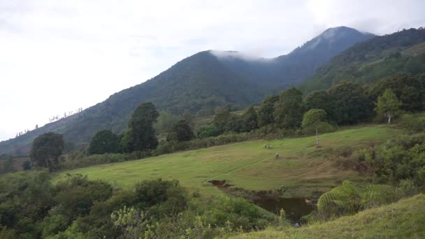 아름다운 언덕의 파노라마 낮에는 구름이 나무와 식물의 슬로프의 — 비디오