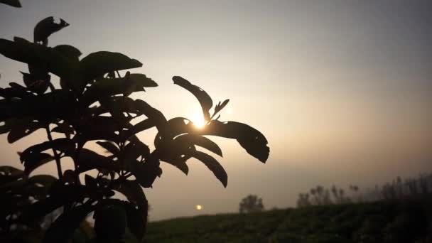 Красивые Природные Виды Ясным Небом Утром Восходе Солнца — стоковое видео