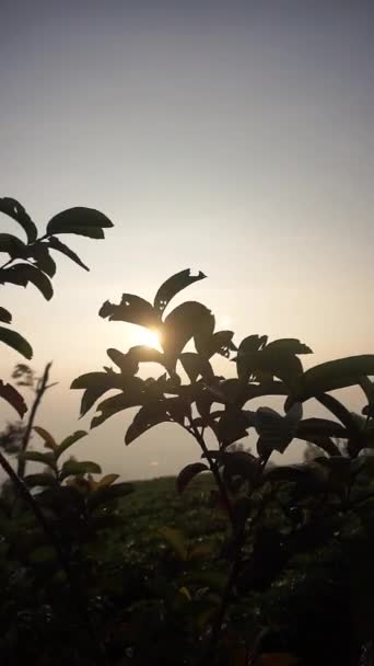 Very Beautiful Natural Views Clear Skies Morning Sunrise — Stock Video
