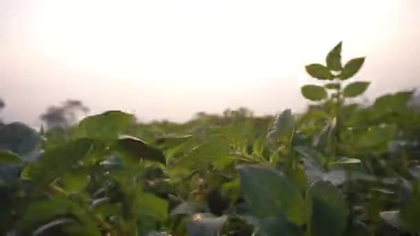 Velmi Krásné Přírodní Výhledy Jasnou Oblohou Dopoledních Hodinách Při Východu — Stock video