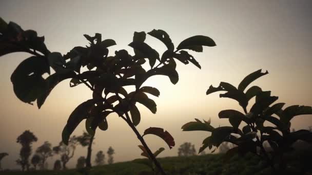 Дуже Красиві Природні Краєвиди Ясним Небом Вранці Сході Сонця — стокове відео
