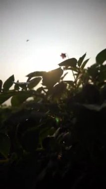 Dikey video, çok güzel doğal manzaralı, açık gökyüzü sabah gündoğumunda.