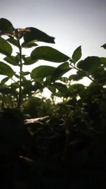 Dikey video, çok güzel doğal manzaralı, açık gökyüzü sabah gündoğumunda.
