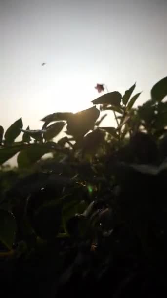 Dikey Video Çok Güzel Doğal Manzaralı Açık Gökyüzü Sabah Gündoğumunda — Stok video