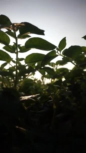 Вертикальное Видео Красивыми Видами Природы Ясным Небом Утром Восходе Солнца — стоковое видео