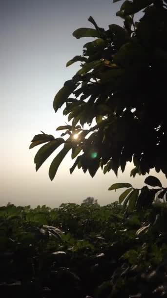 Κάθετο Βίντεο Πολύ Όμορφη Φυσική Θέα Καθαρό Ουρανό Πρωί Κατά — Αρχείο Βίντεο