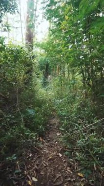 kırsal manzara dağları doğal panorama tepeleri, ve uzun yeşil ağaçlardan oluşan orman ve bulutlu mavi gökyüzünün altında yeşil tarlalar.