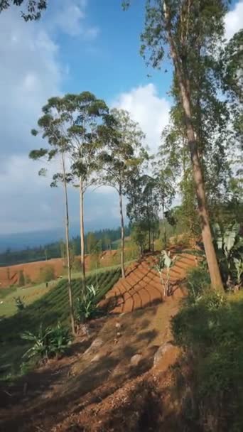 Atural Krajobrazy Góry Naturalne Panorama Wzgórza Las Wysokich Zielonych Drzew — Wideo stockowe