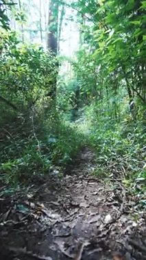 kırsal manzara dağları doğal panorama tepeleri, ve uzun yeşil ağaçlardan oluşan orman ve bulutlu mavi gökyüzünün altında yeşil tarlalar.