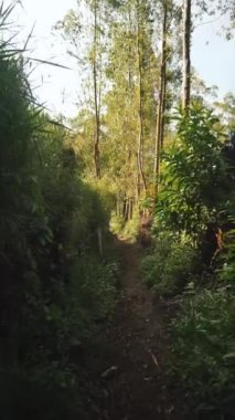 kırsal manzara dağları doğal panorama tepeleri, ve uzun yeşil ağaçlardan oluşan orman ve bulutlu mavi gökyüzünün altında yeşil tarlalar.