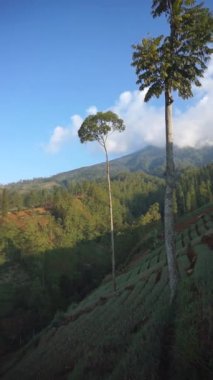 Dağların doğal manzarası, tepelerin doğal manzarası, ve yüksek yeşil ağaçların ormanları ve parlak mavi gökyüzünün altında yeşil bitkilerin yamaçları.