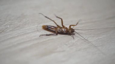 cockroach thrashing upside down on a wooden table