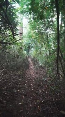 Güzel dikey görüntü portresi. Kamera yeşil bir ormanda, büyük ağaçlı bir patikada yürüyor.