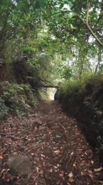 Güzel dikey görüntü portresi. Kamera yeşil bir ormanda, büyük ağaçlı bir patikada yürüyor.