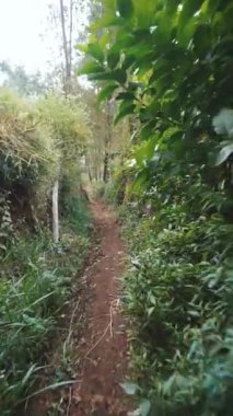 Güzel dikey görüntü portresi. Kamera yeşil bir ormanda, büyük ağaçlı bir patikada yürüyor.