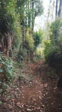 Güzel dikey görüntü portresi. Kamera yeşil bir ormanda, büyük ağaçlı bir patikada yürüyor.