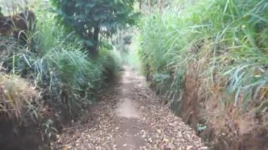 Kamera yeşil bir ormanda, büyük ağaçlı bir patikada yürüyor.