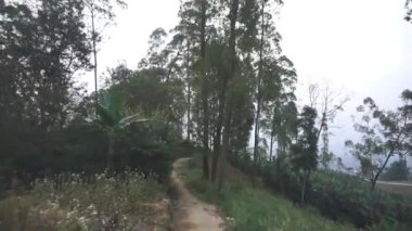 Öğleden sonra dağlardaki doğal bitki örtüsü manzaralı bir gezi.