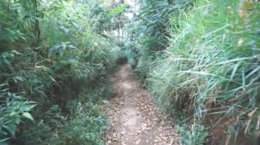 Kamera yeşil bir ormanda, büyük ağaçlı bir patikada yürüyor.