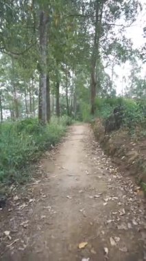 Kamera yeşil bir ormanda, büyük ağaçlı bir patikada yürüyor.